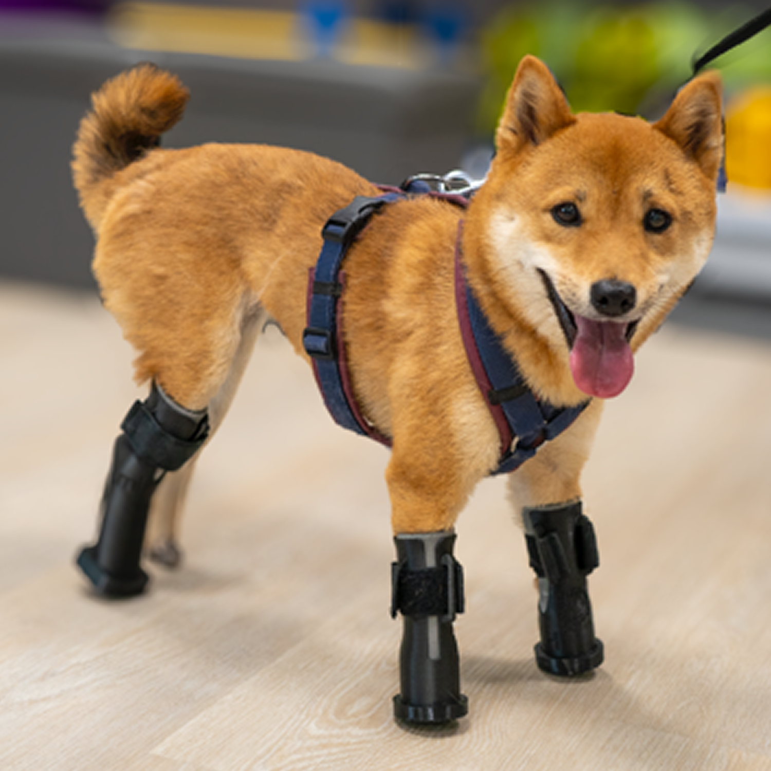 Dilectus testimonial image